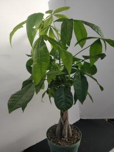 MONEY TREE – NEIL'S FLOWERS AND GREENHOUSES, Kingston ON