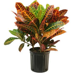 CROTONS – NEIL'S FLOWERS AND GREENHOUSES, Kingston ON