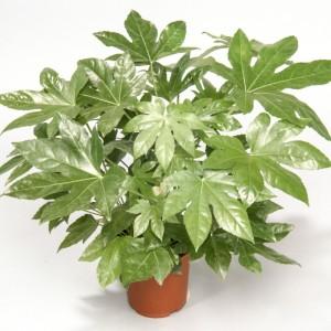 FATSIA JAPONICA
