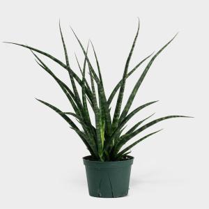 SANSEVIERIA FERNWOOD – NEIL'S FLOWERS AND GREENHOUSES, Kingston ON