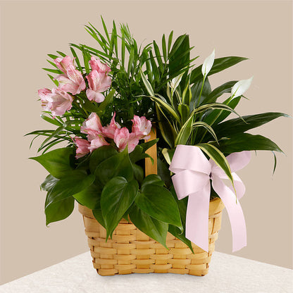Living Spirit Dishgarden – NEIL'S FLOWERS AND GREENHOUSES, Kingston ON