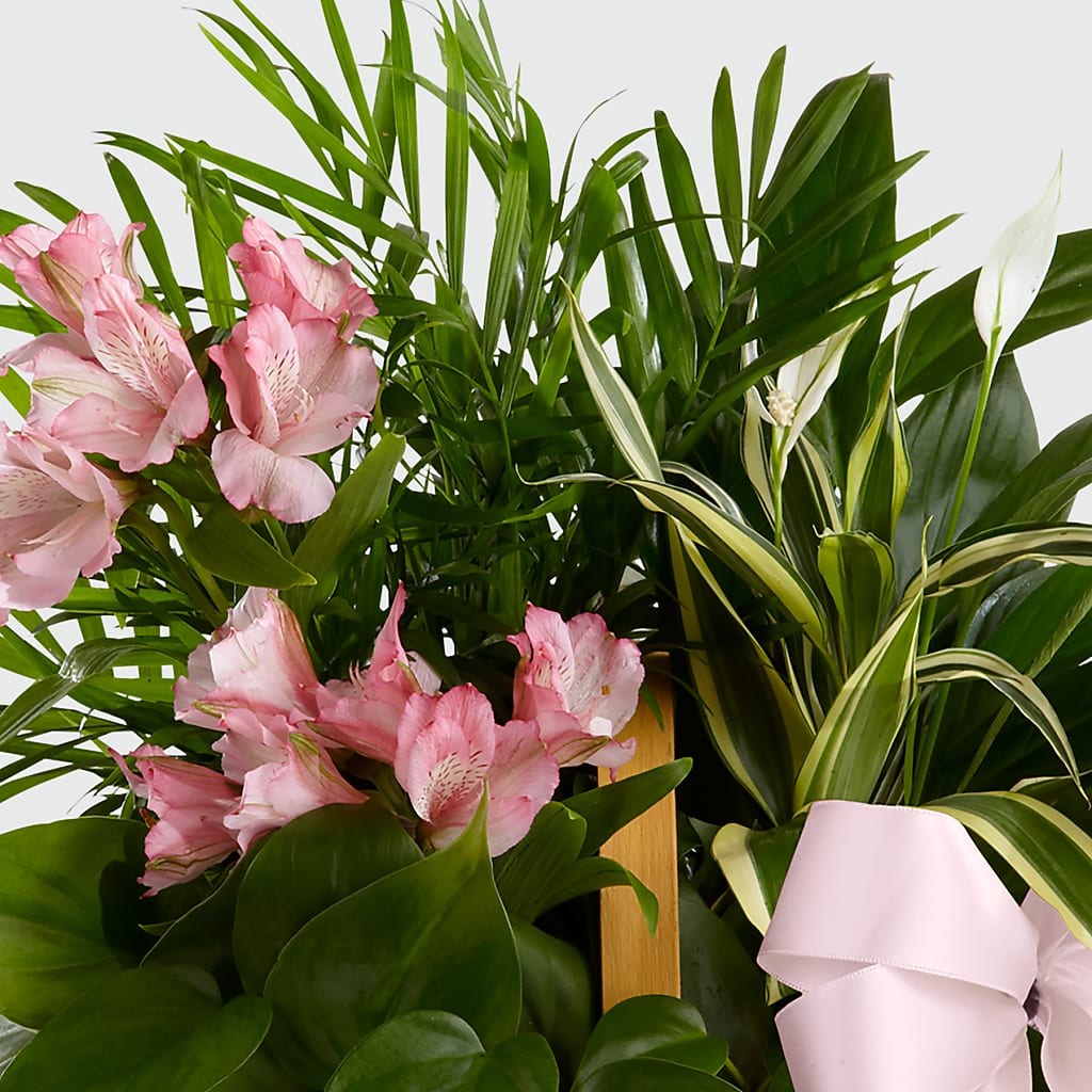 Living Spirit Dishgarden – NEIL'S FLOWERS AND GREENHOUSES, Kingston ON