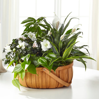 Serene Dishgarden – NEIL'S FLOWERS AND GREENHOUSES, Kingston ON
