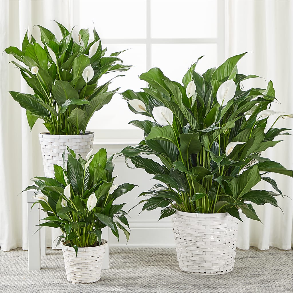 A New Leaf Peace Lily – NEIL'S FLOWERS AND GREENHOUSES, Kingston ON