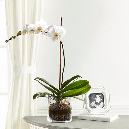White Orchid Planter – NEIL'S FLOWERS AND GREENHOUSES, Kingston ON