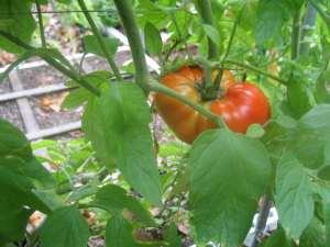 TOMATO BEEF MASTER – NEIL'S FLOWERS AND GREENHOUSES, Kingston ON