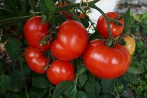TOMATO EARLY GIRL – NEIL'S FLOWERS AND GREENHOUSES, Kingston ON