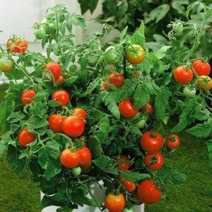 TOMATO BETTER BOY – NEIL'S FLOWERS AND GREENHOUSES, Kingston ON