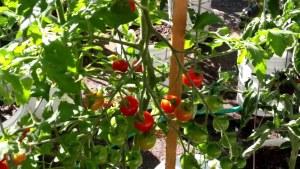 TOMATO SWEET 100 CHERRY TOMATO – NEIL'S FLOWERS AND GREENHOUSES, Kingston ON