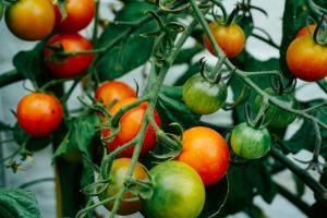 HEIRLOOMTOMATOASSORTED – NEIL'S FLOWERS AND GREENHOUSES, Kingston ON