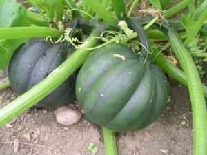 SQUASH – NEIL'S FLOWERS AND GREENHOUSES, Kingston ON