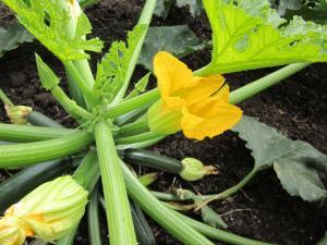ZUCCHINI – NEIL'S FLOWERS AND GREENHOUSES, Kingston ON