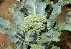 BROCCOLI PAC OF 6