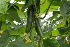 CUCUMBER ASSORTED 4 PAC AND 4