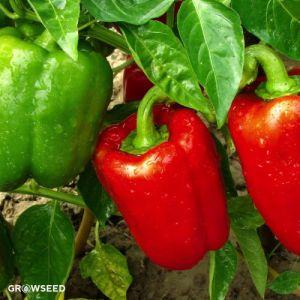 PEPPERS CALIFORNIA WONDER SWEET – NEIL'S FLOWERS AND GREENHOUSES, Kingston ON