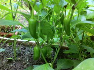 JALAPENO – NEIL'S FLOWERS AND GREENHOUSES, Kingston ON