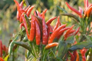 HOT PEPPER ASSORTED – NEIL'S FLOWERS AND GREENHOUSES, Kingston ON