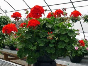 12" Geranium Hanging Baskets