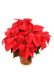 Vibrant Poinsettia