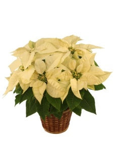 Winter White Poinsettia