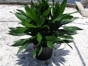 DRACENA GREEN JEWEL