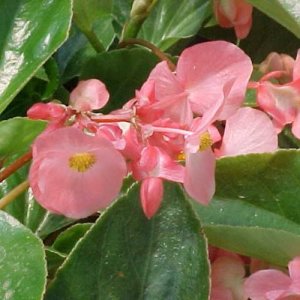 5" Begonia Dragon Wing Pink