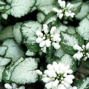 4" Vine Lamium White Nancy