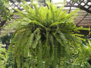 BOSTON FERN 10"