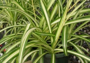 4" Vine Spider Plant Varigated