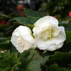 5" Begonia Non-Stop White