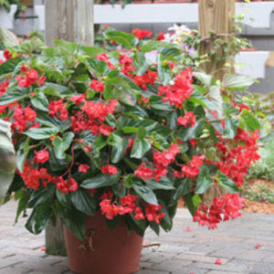 5" Begonia Dragon Wing  Red