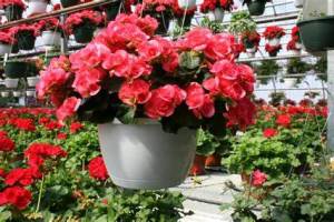 10" Begonia Hanging Plastic  Basket