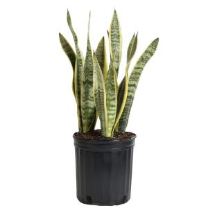 SNAKE PLANT