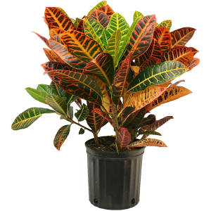 CROTONS