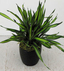 DRACENA RIKKI